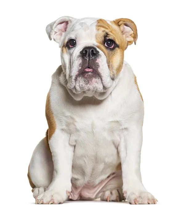 Framed Print : Four months old puppy English Bulldog sitting and facing at the camera Framed Print : Four months old puppy English Bulldog sitting and facing at the camera