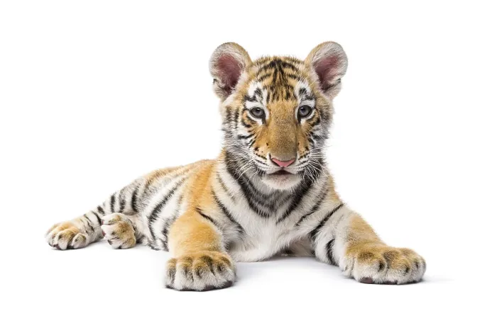 Framed Print : Two months old tiger cub lying against white background