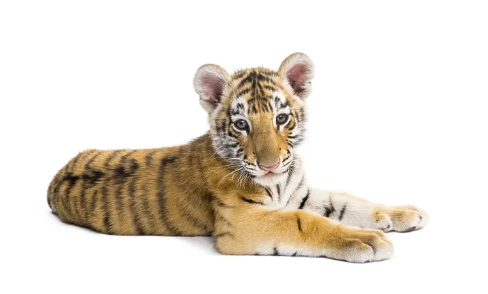 Framed Print : Two months old tiger cub lying against white background