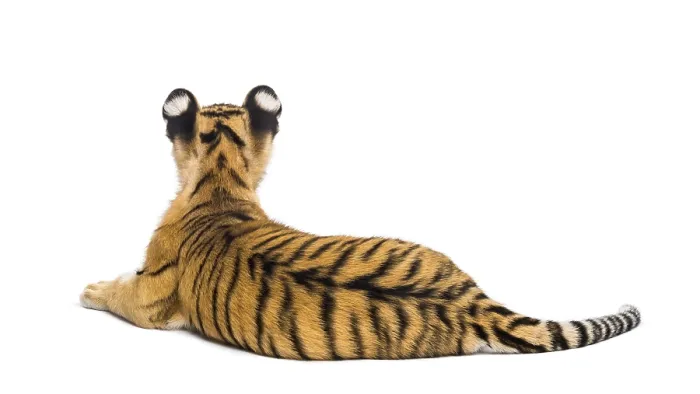 Framed Print : Two months old tiger cub lying against white background