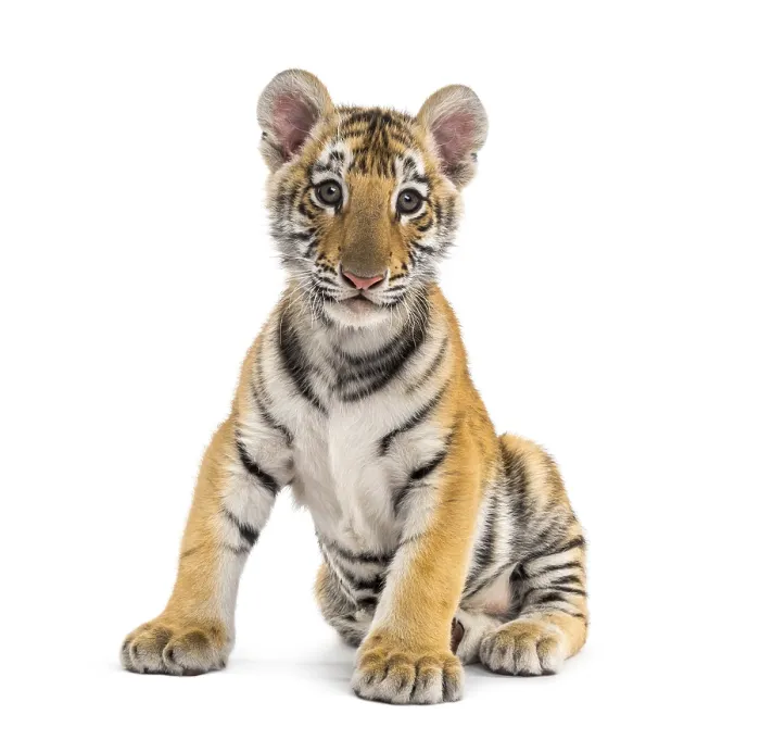Framed Print : Two months old tiger cub sitting against white background