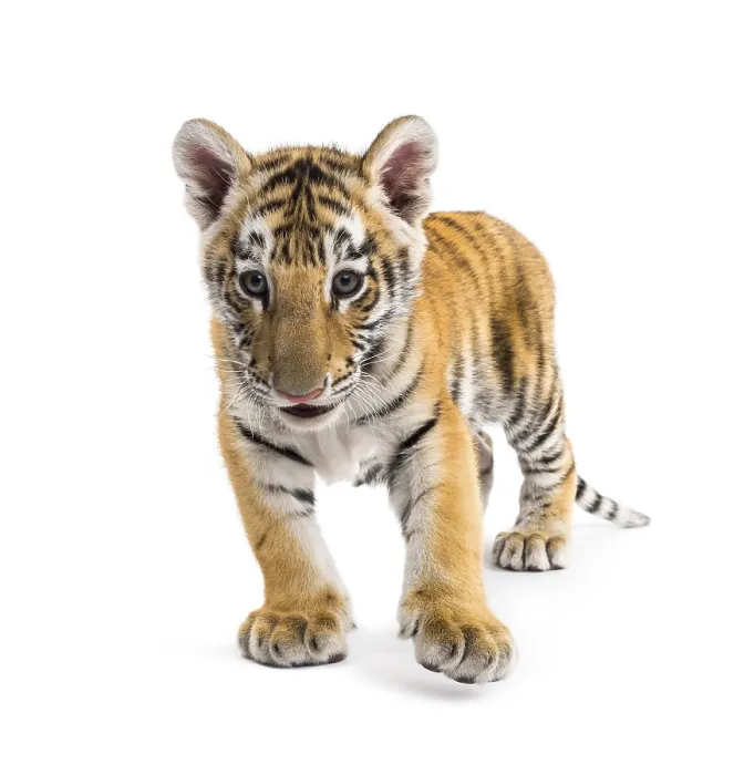 Framed Print : Two months old tiger cub standing against white background