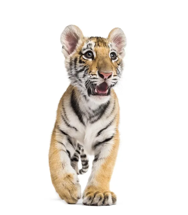 Framed Print : Two months old tiger cub standing against white background Framed Print : Two months old tiger cub standing against white background