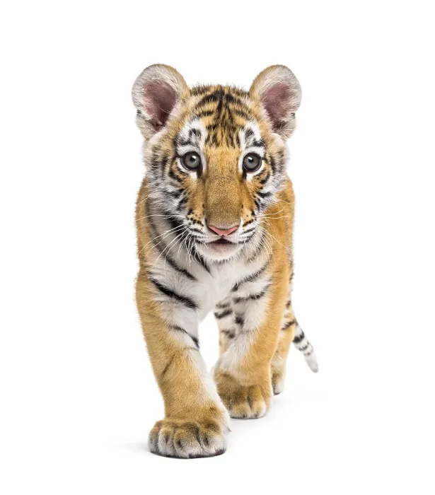 Framed Print : Two months old tiger cub walking against white background