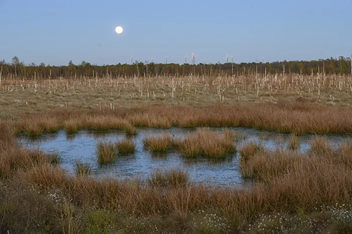 Framed Print : Moon over extensive moor landscape with water areas and plants Framed Print : Moon over extensive moor landscape with water areas and plants