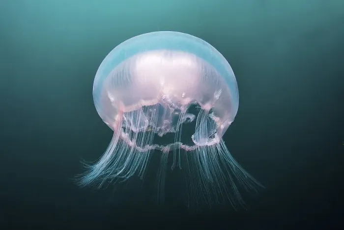 Framed Print : Moon Jellyfish (Aurelia aurita)