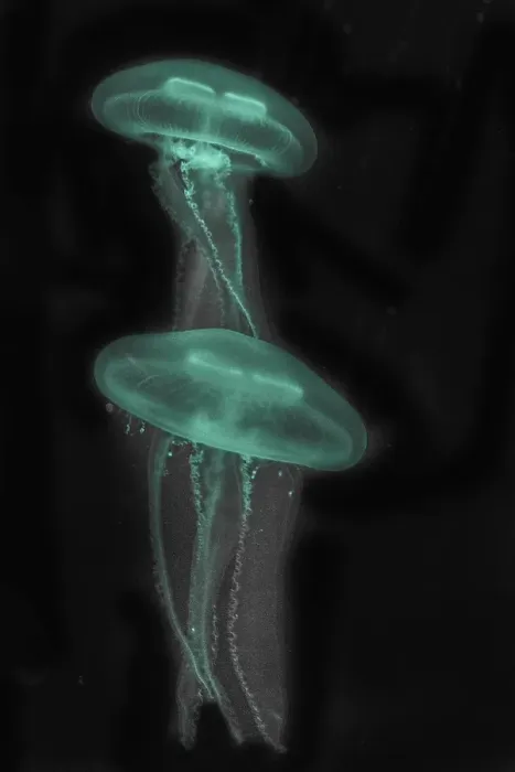 Framed Print : Moon Jellyfish (Aurelia aurita) in coloured light