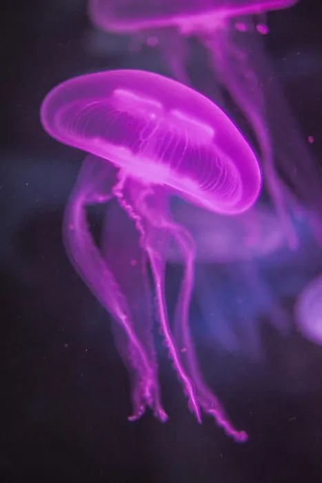 Framed Print : Moon Jellyfish (Aurelia aurita) in coloured light Framed Print : Moon Jellyfish (Aurelia aurita) in coloured light