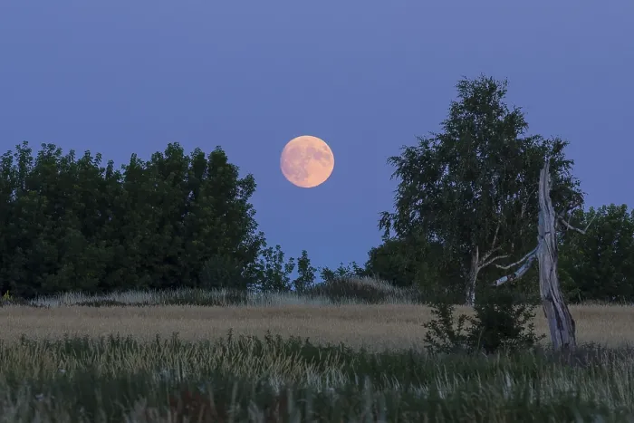 Framed Print : The full moon rises behind trees