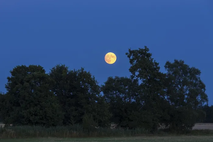 Framed Print : The full moon rises behind trees
