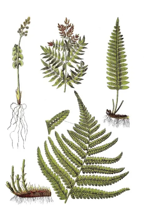 Framed Print : Moon rue, Botrychium lunaria (top left) Framed Print : Moon rue, Botrychium lunaria (top left)