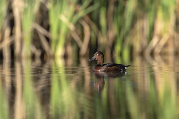 Framed Print : Moor duck (Agytha nyroca) swimming, Race, Slovenia