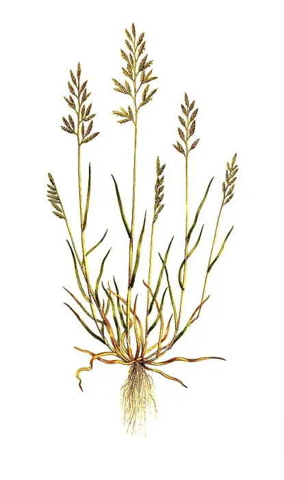 Framed Print : Moor grass (Catapodium rigidum) or common stiff-grass