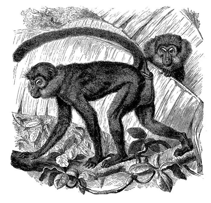 Framed Print : Moor monkey, Ethiopian green monkey