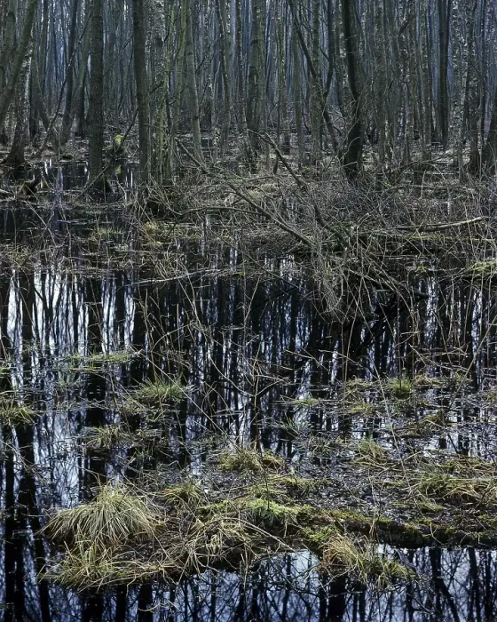 Framed Print : Moor near Schwerin, Mecklenburg-Western Pomerania