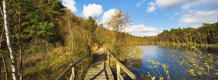 Framed Print : Moor path, wooden footbridge, planked path through the moor in autumn