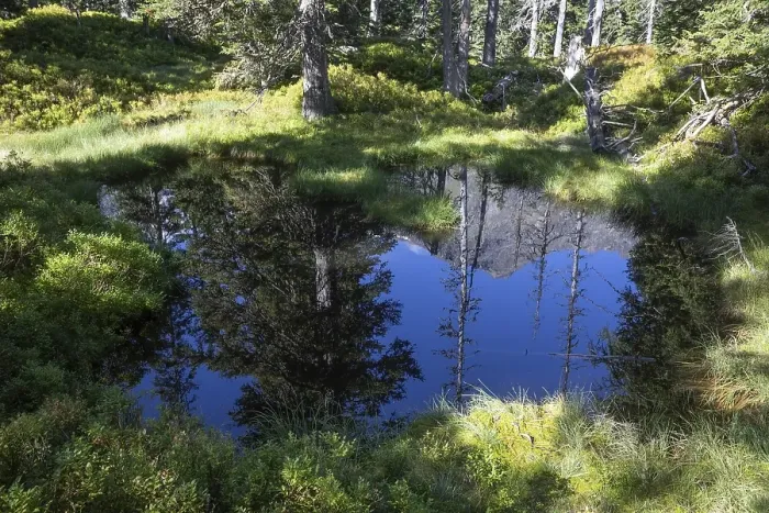 Framed Print : Moor pond on the nature adventure trail through the Rauris primeval forest Framed Print : Moor pond on the nature adventure trail through the Rauris primeval forest