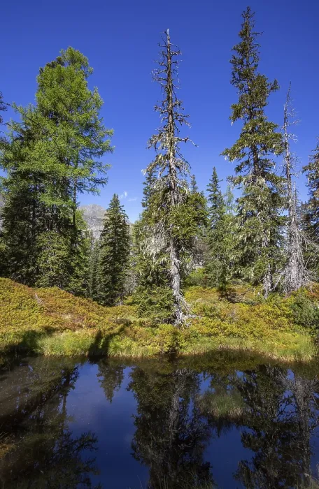 Framed Print : Moor pond on the nature adventure trail through the Rauris primeval forest Framed Print : Moor pond on the nature adventure trail through the Rauris primeval forest