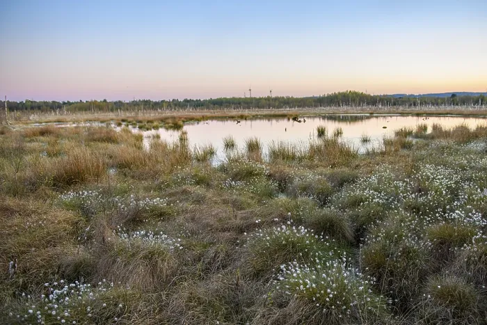 Framed Print : Moor at sunset with reflecting water and vegetation Framed Print : Moor at sunset with reflecting water and vegetation