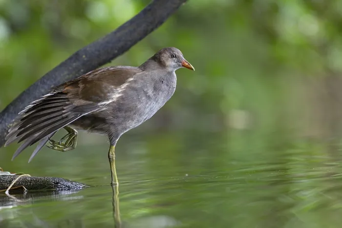 Framed Print : Moorhen (Gallinula chloropus) fledgling resting on a branch