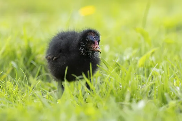 Framed Print : Moorhen (Gallinula chloropus) juvenile baby bird on a grass lawn in summer