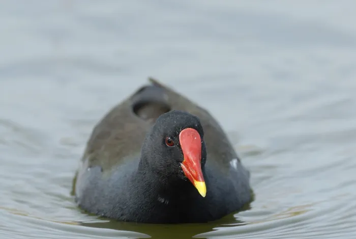 Framed Print : Moorhen (Gallinula chloropus), Lower Saxony