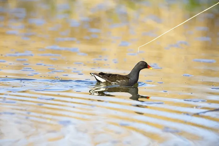 Framed Print : Moorhen (Gallinula chloropus) ml Germany Framed Print : Moorhen (Gallinula chloropus) ml Germany