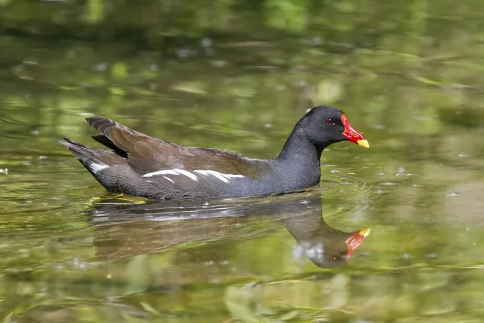 Framed Print : Moorhen (Gallinula chloropus), swimming