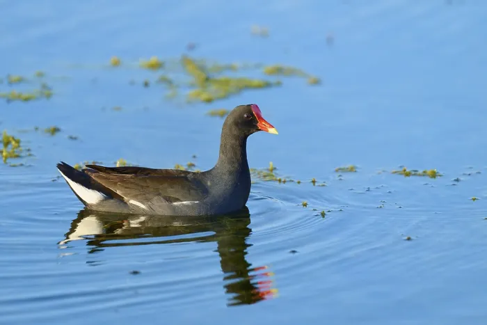 Framed Print : A moorhen moves calmly over the pleasant blue water surface Framed Print : A moorhen moves calmly over the pleasant blue water surface