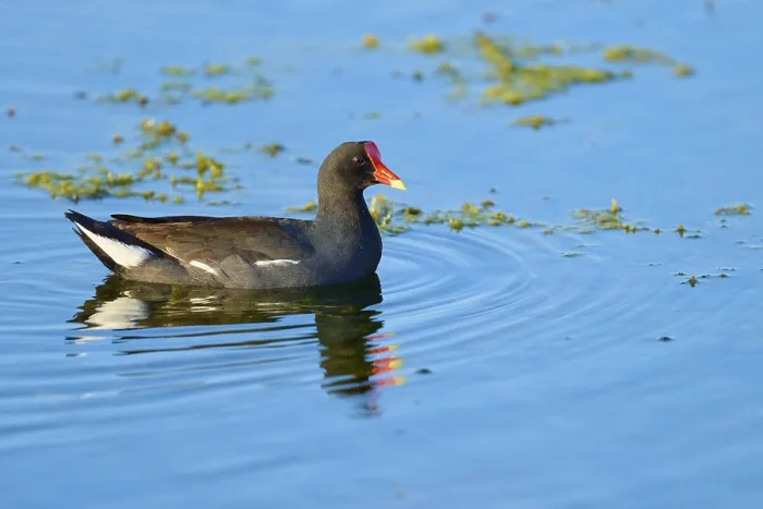 Framed Print : A moorhen swimming peacefully on blue water
