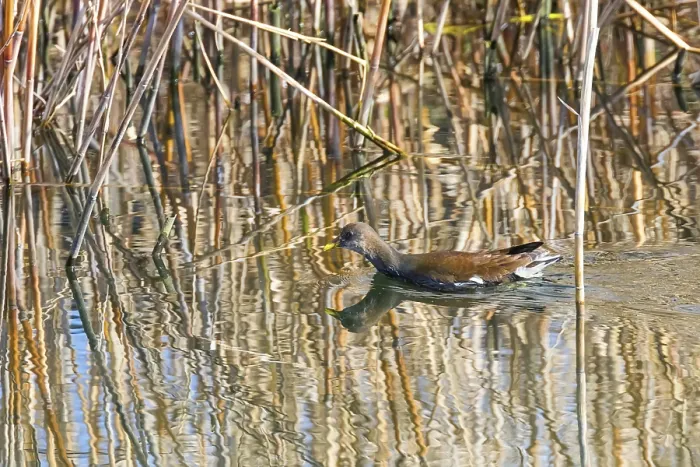 Framed Print : MoorhenSwimming on Water (Gallinula chloropus) Common Moorhen