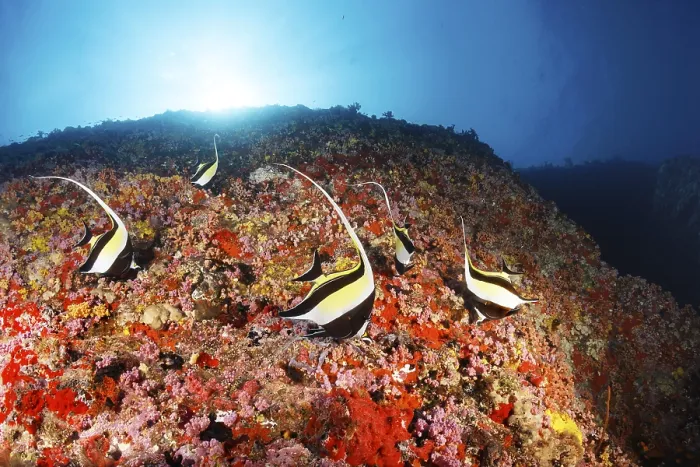Framed Print : Moorish idols (Zanclus cornutus) foraging on steep face with corals and sponges