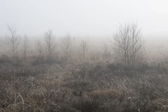 Framed Print : Moorland in the fog, Emsland, Lower Saxony