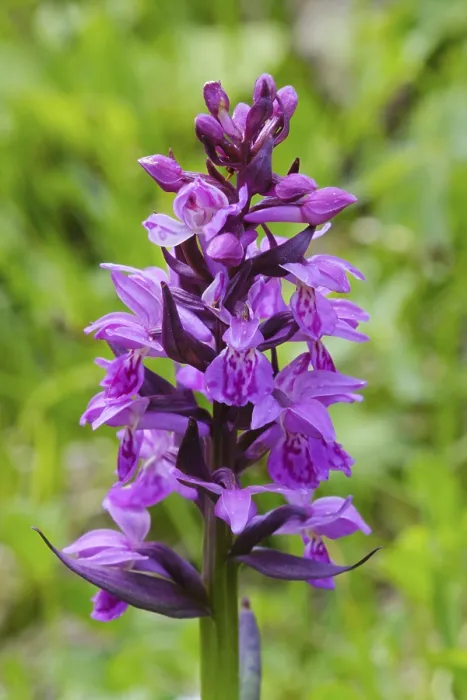 Framed Print : Moorland spotted orchid (Dactylorhiza maculata) Framed Print : Moorland spotted orchid (Dactylorhiza maculata)
