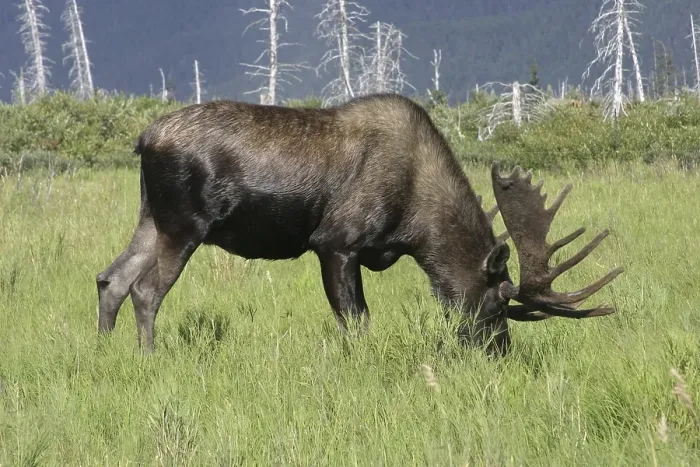 Framed Print : Moose alces alces in the Alaska Wildlife Conservation Center Alaska USA