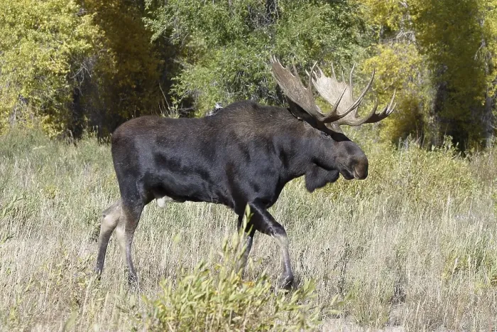 Framed Print : Moose (Alces alces) bull