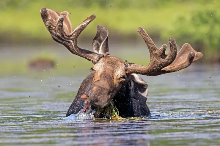 Framed Print : Moose. Alces alces. Bull moose feeding with aquatic vegetation in a lake Framed Print : Moose. Alces alces. Bull moose feeding with aquatic vegetation in a lake