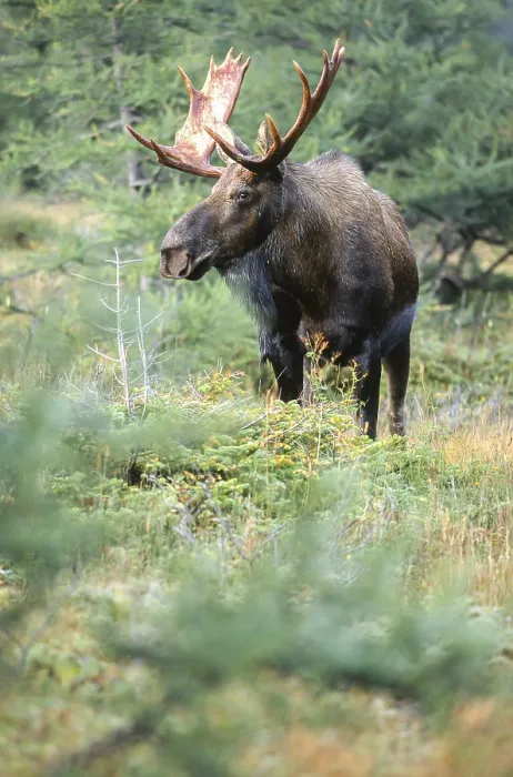 Framed Print : Moose. Alces alces. Bull moose standing and watching