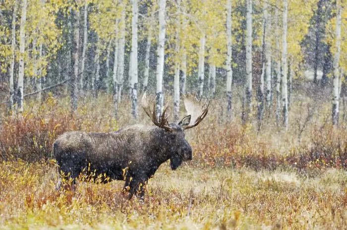 Framed Print : Moose (Alces alces), bull in snowstorm with aspen trees behind