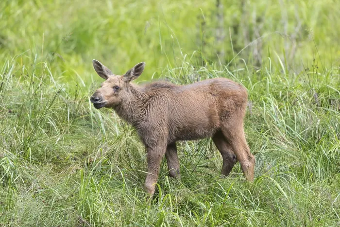 Framed Print : Moose (Alces alces) calf standing on a wet meadow