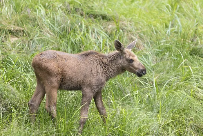 Framed Print : Moose (Alces alces) calf standing on a wet meadow Framed Print : Moose (Alces alces) calf standing on a wet meadow