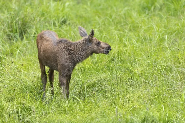 Framed Print : Moose (Alces alces) calf standing on a wet meadow
