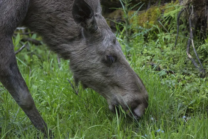 Framed Print : Moose (Alces alces) cow feeding on grass