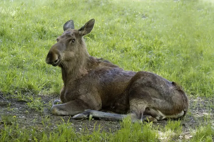 Framed Print : Moose (Alces alces) cow lying on the grass