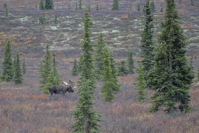 Framed Print : Moose (Alces alces), Denali National Park