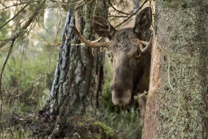 Framed Print : Moose or elk, Alces alces, young bull with antlers standing behind a spruce in Norway