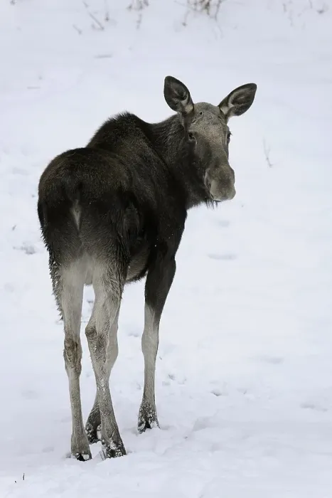 Framed Print : Moose or Eurasian Elk (Alces alces)