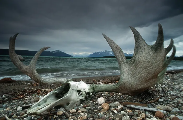 Framed Print : Moose skull with antlers at shore of lake Framed Print : Moose skull with antlers at shore of lake