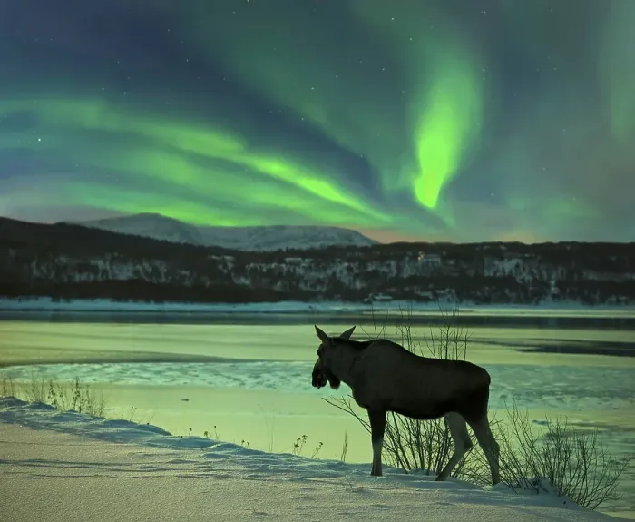Framed Print : Moose at Tysfjord with northern lights in Norway