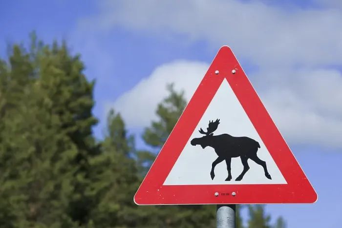 Framed Print : Moose warning sign, Norway, Scandinavia, Europe Framed Print : Moose warning sign, Norway, Scandinavia, Europe